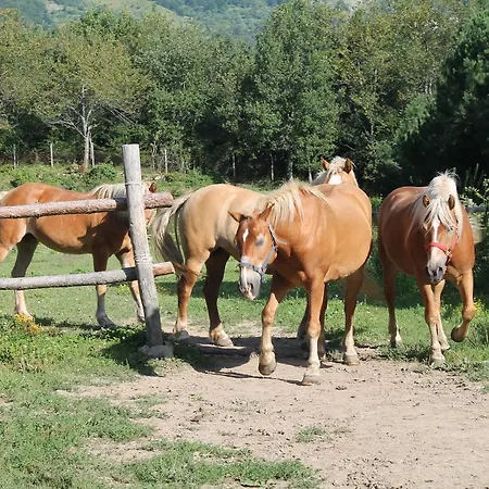 Il Gigante